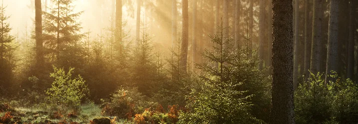 Sonnenaufgang im Nadelwald